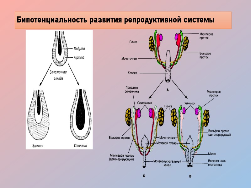 Бипотенциальность развития репродуктивной системы